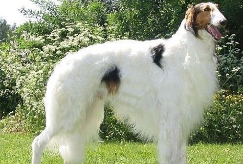 Russian Wolfhound Dog. Russian Wolfhound build small